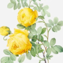 pizzas-will-rule-the-world avatar