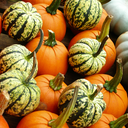 placetnemagistra avatar