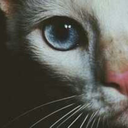 placetoscream avatar