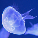 plague-of-stars avatar