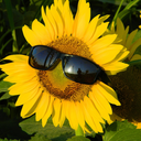 plain-sunflower-seed avatar