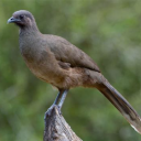 plainchachalaca avatar