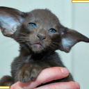 planeta-dimensional avatar