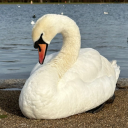 planetofadream avatar