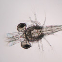 planktonqueen avatar