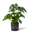 plant-droid avatar