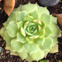 plant-journal avatar