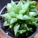 plantalogue-blog avatar