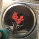 plantas-mawunko avatar