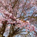 plantdad-dante avatar