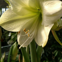 planthoardersanonymous avatar