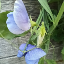 plantnerderyallday avatar