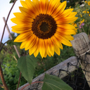 plantpriincesss avatar