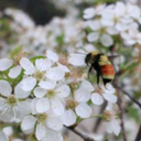 plants-are-punk-blog avatar