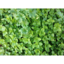 plants0are0friends avatar