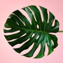 plantsnpotters avatar