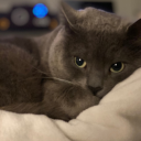 plantsnpussies avatar