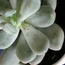 plantsrpeople2 avatar