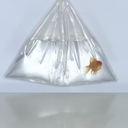 plasticbag01-blog avatar