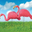 plasticflamingowithastrap avatar