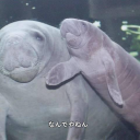 plasticmemoria avatar