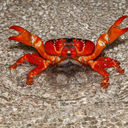 plasticredcrabcup avatar