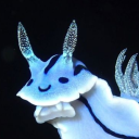 plasticseaslug avatar