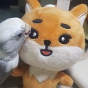 platinumdoodles avatar