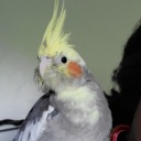 platonicbirbparents avatar