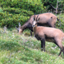 platypuspowerblog avatar