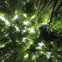 playingintrees avatar