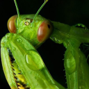 pleadingmantis avatar