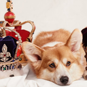 pleasant-isobar avatar