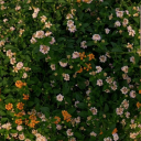 pleasantfuntreeus avatar