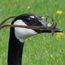 pleasantgoose avatar