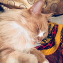 pleasantmuffinwombatjudge avatar