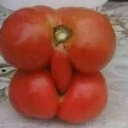 pleasantpiesuitcasezonk avatar