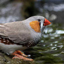 please-give-me-birds avatar