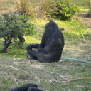 please-hug-me avatar