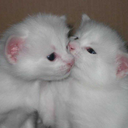 pleasepleasepleaseloveme avatar