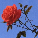 pleaseuseacoaster avatar