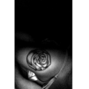 pleasuresoflife-bp avatar