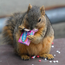 plenty-squirrels avatar