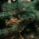 plommywithneedels avatar