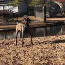 plotthoundgirl avatar