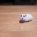 pls-help-im-confused avatar