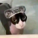 plshelpvelfroee avatar