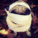 plugthepug avatar