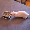 pluie-et-romarin avatar