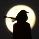 plumes-merry-critters avatar